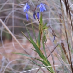 Stypandra glauca at Majura, ACT - 6 Aug 2023