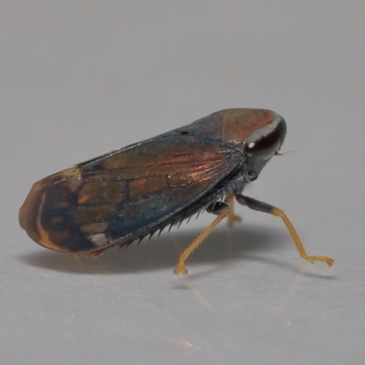 Unidentified Leafhopper or planthopper (Hemiptera, several families) at Wellington Point, QLD - 5 Aug 2023 by TimL