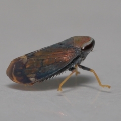 Unidentified Leafhopper or planthopper (Hemiptera, several families) at Wellington Point, QLD - 5 Aug 2023 by TimL