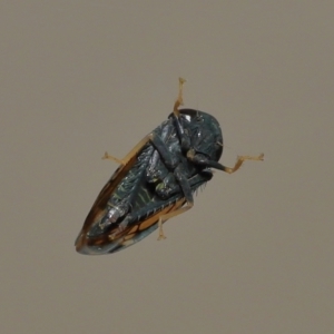 Neotartessus flavipes at Wellington Point, QLD - suppressed