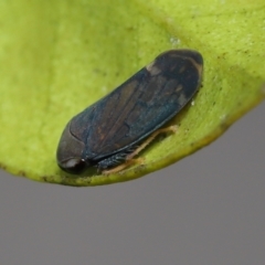 Neotartessus flavipes at Wellington Point, QLD - suppressed