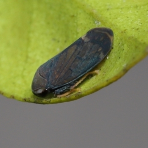 Neotartessus flavipes at Wellington Point, QLD - suppressed