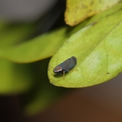 Neotartessus flavipes at Wellington Point, QLD - suppressed