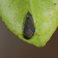 Neotartessus flavipes at Wellington Point, QLD - suppressed