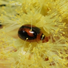 Unverified Beetle (Coleoptera) at Wellington Point, QLD - 5 Aug 2023 by TimL