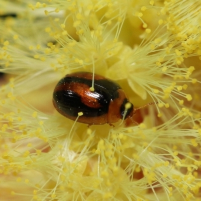 Unidentified Beetle (Coleoptera) at Wellington Point, QLD - 5 Aug 2023 by TimL