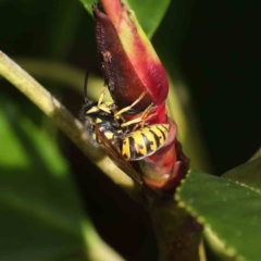 Vespula germanica (European wasp) at Haig Park - 8 Apr 2023 by ConBoekel