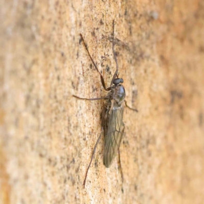 Boreoides subulatus (Wingless Soldier Fly) at Sullivans Creek, Turner - 8 Apr 2023 by ConBoekel