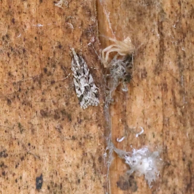 Scoparia oxygona (A Pyralid moth) at Haig Park - 8 Apr 2023 by ConBoekel
