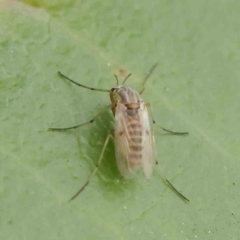 Chironomidae (family) (Non-biting Midge) at Sullivans Creek, Turner - 8 Apr 2023 by ConBoekel