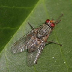 Muscidae (family) (Unidentified muscid fly) at Turner, ACT - 8 Apr 2023 by ConBoekel