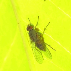 Muscidae (family) (Unidentified muscid fly) at Haig Park - 8 Apr 2023 by ConBoekel