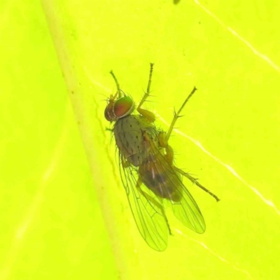 Muscidae (family) (Unidentified muscid fly) at Turner, ACT - 8 Apr 2023 by ConBoekel