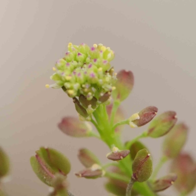 Lepidium africanum (Common Peppercress) at Sullivans Creek, Turner - 8 Apr 2023 by ConBoekel