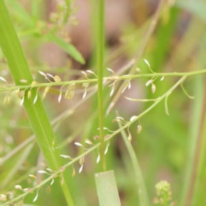 Lepidium africanum at Turner, ACT - 8 Apr 2023