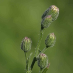 Erigeron bonariensis (Flaxleaf Fleabane) at Turner, ACT - 8 Apr 2023 by ConBoekel