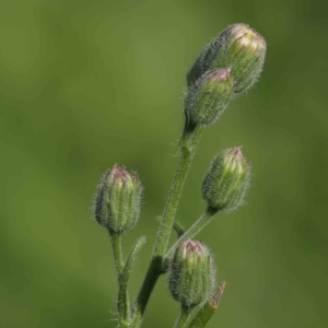 Erigeron bonariensis at Turner, ACT - 8 Apr 2023