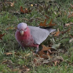 Eolophus roseicapilla (Galah) at Turner, ACT - 8 Apr 2023 by ConBoekel