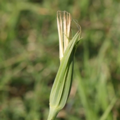 Tragopogon sp. (A Goatsbeard) at Sullivans Creek, Turner - 8 Apr 2023 by ConBoekel