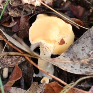 Hydnum 'repandum group' at Yackandandah, VIC - 5 Aug 2023