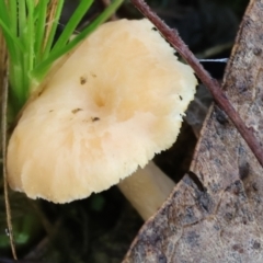 Hydnum 'repandum group' at Yackandandah, VIC - 5 Aug 2023 11:42 AM