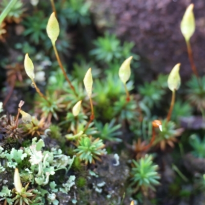 Unverified Moss, Liverwort or Hornwort at Yackandandah, VIC - 5 Aug 2023 by KylieWaldon