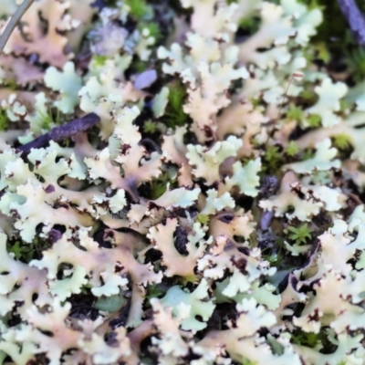 Unverified Lichen at Yackandandah, VIC - 5 Aug 2023 by KylieWaldon