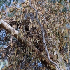 Amyema quandang var. quandang (Grey Mistletoe) at Yackandandah, VIC - 5 Aug 2023 by KylieWaldon