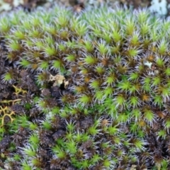 Unidentified Moss, Liverwort or Hornwort at Yackandandah, VIC - 5 Aug 2023 by KylieWaldon