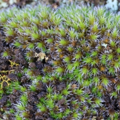 Unverified Moss, Liverwort or Hornwort at Yackandandah, VIC - 5 Aug 2023 by KylieWaldon