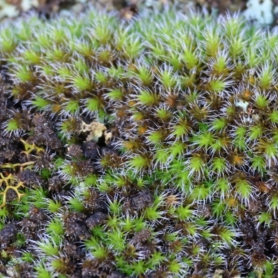 Unidentified Moss, Liverwort or Hornwort at Yackandandah, VIC - 5 Aug 2023 by KylieWaldon