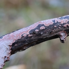 Unidentified Underside smooth or wrinkled/roughened <Stereum etc> at Yackandandah, VIC - 5 Aug 2023 by KylieWaldon