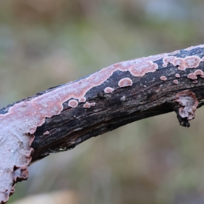 Unidentified Underside smooth or wrinkled/roughened <Stereum etc> at Yackandandah, VIC - 5 Aug 2023 by KylieWaldon