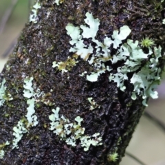 Unverified Lichen, Moss or other Bryophyte at Yackandandah, VIC - 5 Aug 2023 by KylieWaldon