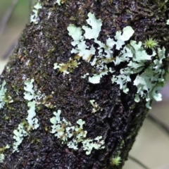 Unidentified Lichen, Moss or other Bryophyte at Yackandandah, VIC - 5 Aug 2023 by KylieWaldon