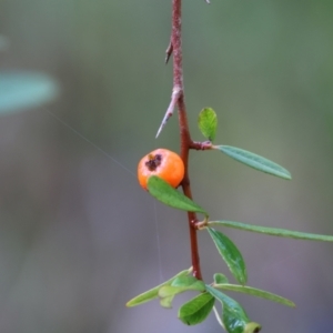 Pyracantha angustifolia at Yackandandah, VIC - 5 Aug 2023