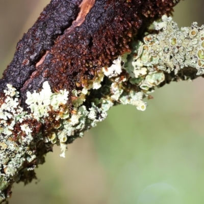 Unidentified Lichen, Moss or other Bryophyte at Yackandandah, VIC - 5 Aug 2023 by KylieWaldon