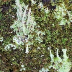 Unidentified Lichen, Moss or other Bryophyte at Yackandandah, VIC - 5 Aug 2023 by KylieWaldon