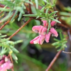 Grevillea sp. (Grevillea) at Yackandandah, VIC - 5 Aug 2023 by KylieWaldon