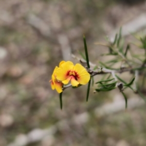 Dillwynia sieberi at Carwoola, NSW - 2 Aug 2023 03:38 PM