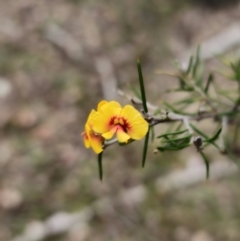 Dillwynia sieberi (A Parrot Pea) at Carwoola, NSW - 2 Aug 2023 by Csteele4