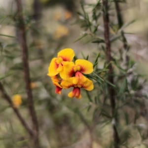 Dillwynia sieberi at Carwoola, NSW - 2 Aug 2023