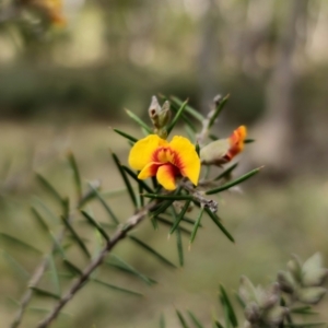 Dillwynia sieberi at Carwoola, NSW - 2 Aug 2023