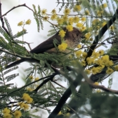 Acanthiza pusilla (Brown Thornbill) at Yackandandah, VIC - 5 Aug 2023 by KylieWaldon