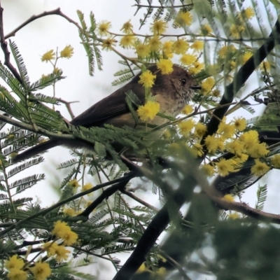 Acanthiza pusilla (Brown Thornbill) at Yackandandah, VIC - 5 Aug 2023 by KylieWaldon