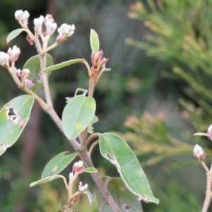 Pomaderris (genus) at Yackandandah, VIC - 5 Aug 2023 12:02 PM