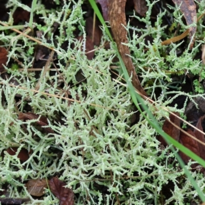 Unverified Lichen at Yackandandah, VIC - 5 Aug 2023 by KylieWaldon