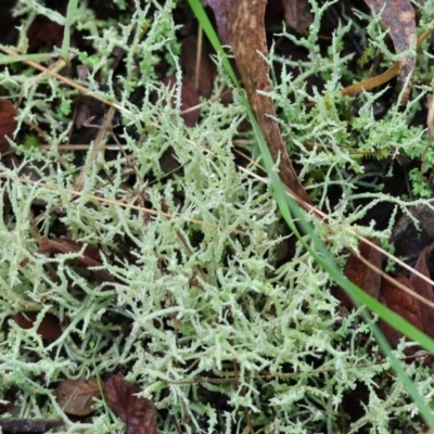 Unidentified Lichen at Yackandandah, VIC - 5 Aug 2023 by KylieWaldon