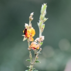 Unidentified Pea at Yackandandah, VIC - 5 Aug 2023 by KylieWaldon