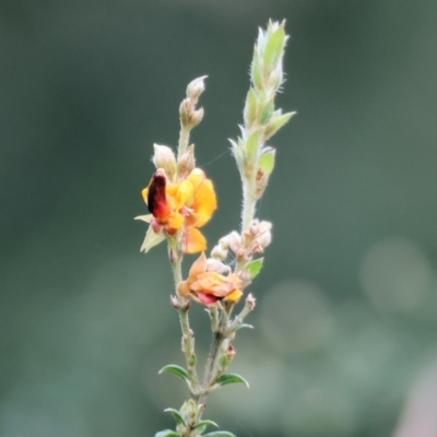 Pultenaea at Yackandandah, VIC - 5 Aug 2023 by KylieWaldon